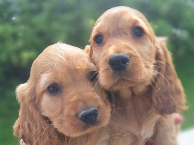 Golden Cocker Spaniel puppies in Carlow - €575