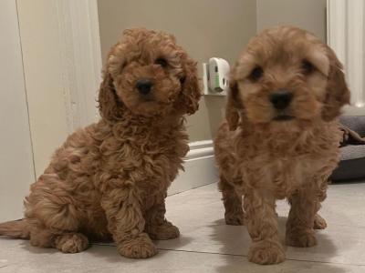 Cockapoo puppies in Tyrone