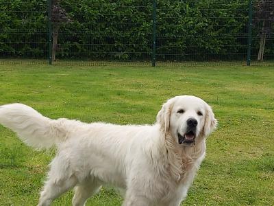 Golden Retriever Champion bloodline Stud Service 🐾