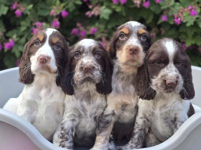 Cocker Spaniel puppies in Armagh
