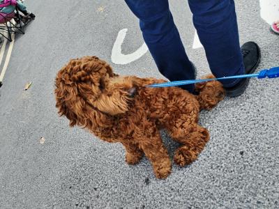 Stunning Goldendoodle stud available