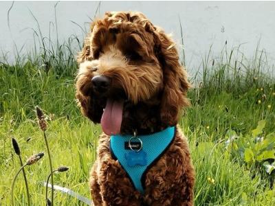 Stunning Goldendoodle stud available