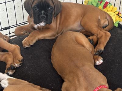 10 week old IKC Registered (pending) boxer puppies