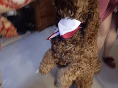 Stunning Goldendoodle stud available