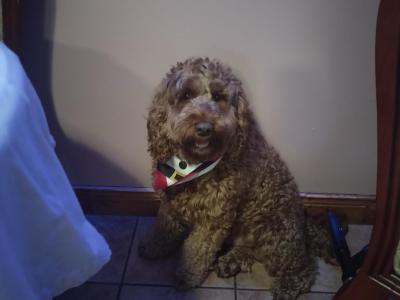 Stunning Goldendoodle stud available