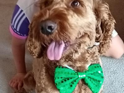 Stunning Goldendoodle stud available