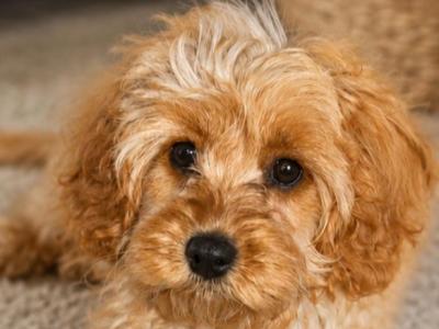 Beautiful Cavapoo puppies in Cork