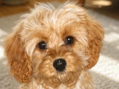 Beautiful Cavapoo puppies in Cork