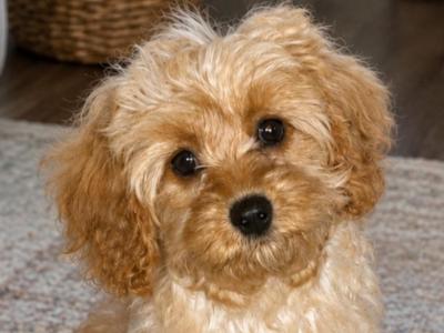 Beautiful Cavapoo puppies in Cork