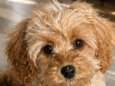 Beautiful Cavapoo puppies in Cork