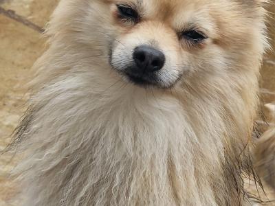 Pomeranian puppies in Dublin
