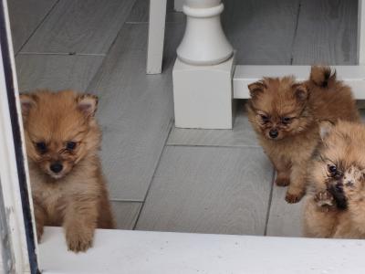 Pomeranian puppies in Dublin