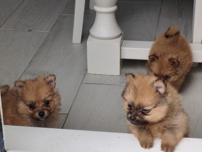 Pomeranian puppies in Dublin
