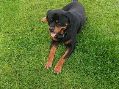 Beautiful male