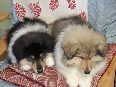 Rough Collie pups, IKC Registered