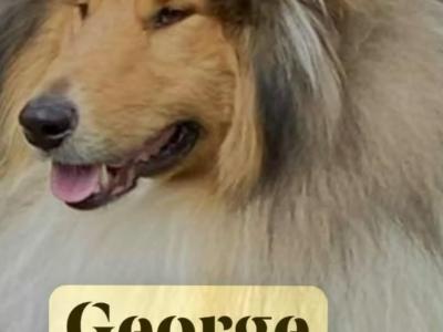 Rough Collie pups, IKC Registered