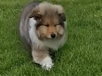 Rough Collie pups, IKC Registered