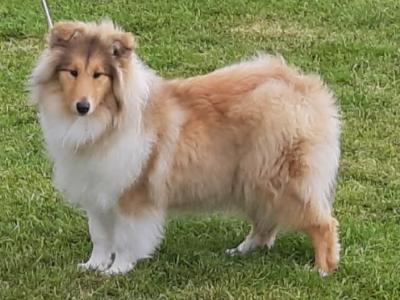 Rough Collie pups, IKC Registered
