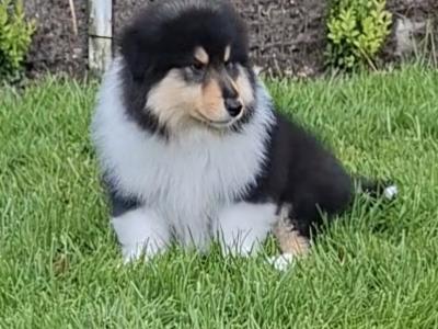 Rough Collie pups, IKC Registered