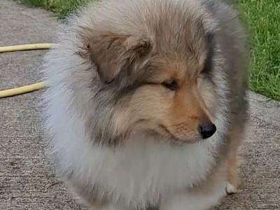 Rough Collie pups, IKC Registered