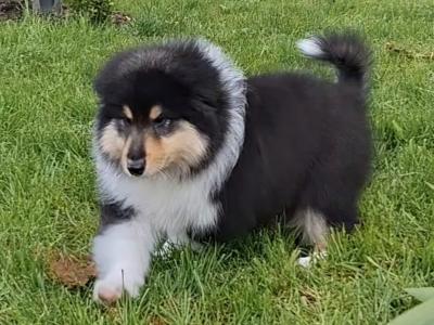 Rough Collie pups, IKC Registered
