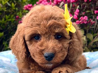 Beautiful litter of Cavachon puppies available in Cavan