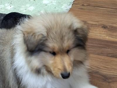 Rough Collie pups, IKC Registered