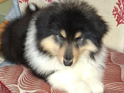 Rough Collie pups, IKC Registered