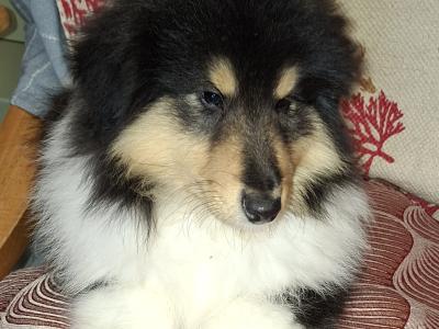 Rough Collie pups, IKC Registered
