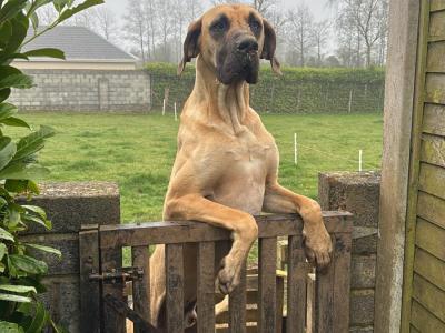 IKC Registered Great Dane puppies in Galway
