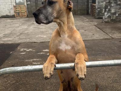 IKC Registered Great Dane puppies in Galway