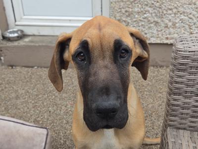 IKC Registered Great Dane puppies in Galway