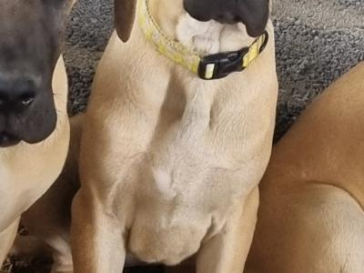 IKC Registered Great Dane puppies in Galway
