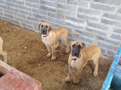 IKC Registered Great Dane puppies in Galway
