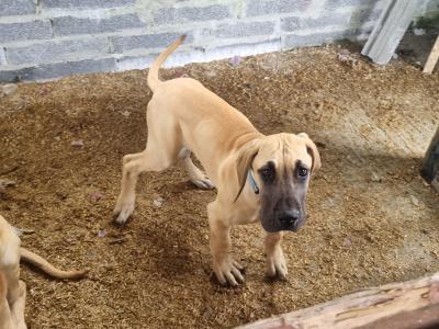 IKC Registered Great Dane puppies in Galway