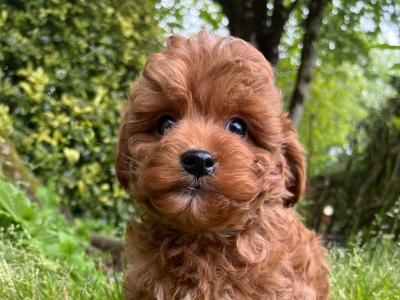 Vet checked Maltipoo puppies in Cavan