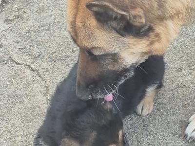 Female German Shepherd puppy in Tyrone