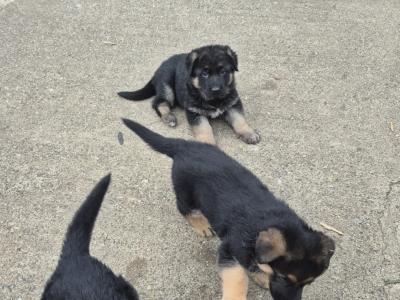 Female German Shepherd puppy in Tyrone