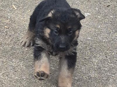 Female German Shepherd puppy in Tyrone