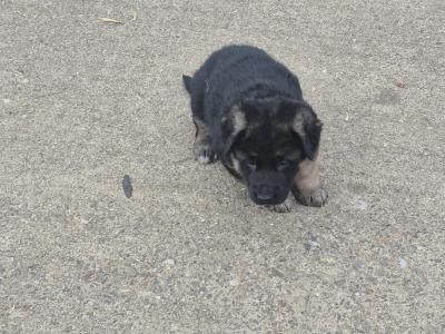 Female German Shepherd puppy in Tyrone