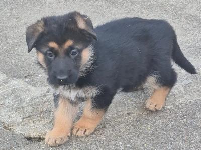 Female German Shepherd puppy in Tyrone