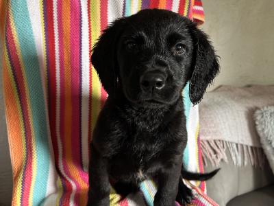 Male Black Labrador x Springer Spaniel puppy in Kerry