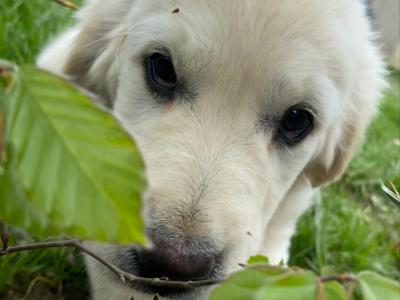 IKC Registered Golden Retriever puppies in Cork