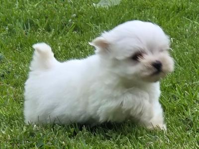 We have a beautiful litter of Maltese puppies in Limerick, looking for their forever homes ❤️