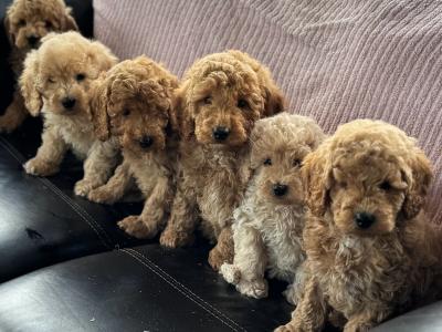 Miniature Poodle puppies in Meath