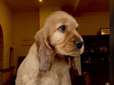 Champion English Cocker Spaniel puppies in Offaly