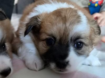 Pomchy puppies (Pomeranian x Chihuahua) in Tipperary