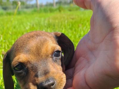 Dachshund puppies in Kilkenny. 3 females non-registered