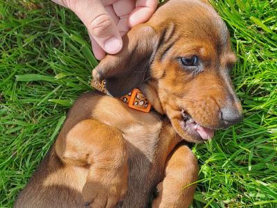 Dachshund puppies in Kilkenny. 3 females non-registered