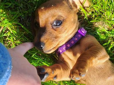 Dachshund puppies in Kilkenny. 3 females non-registered